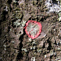 Christmas Wreath Lichen