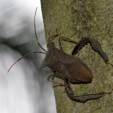 Leaf footed bug
