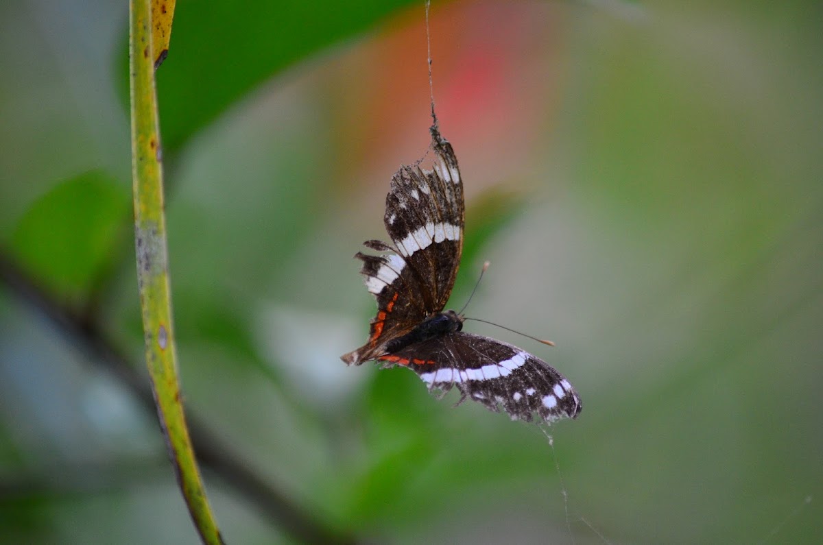 Anartia en tela de araña