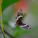 Anartia en tela de araña