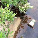 green frog