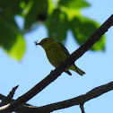Yellow Warbler