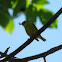 Yellow Warbler