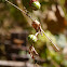 lollipop vine