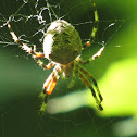 Giant Lichen Orbweaver