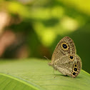 common four ring