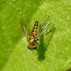 Longlegged fly