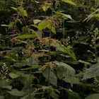 Stinging Nettle