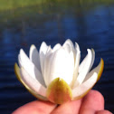 White lily