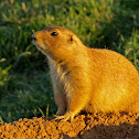 Prairie dog