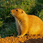 Prairie dog