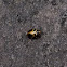 Unknown spotting