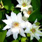 Clematis "Sir Garnet Wolseley": White