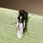Sírfido / Hoverfly