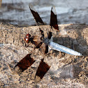 Common whitetail dragonfly