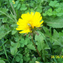 Spotted Cucumber Beetle