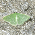 Southern Emerald Moth