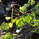 muscadine