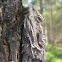Eastern Bearded Dragon