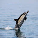 Short-beaked common dolphin