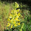 Yellow Bush Lupine