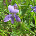 Blue Violet