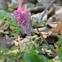 Hollowroot