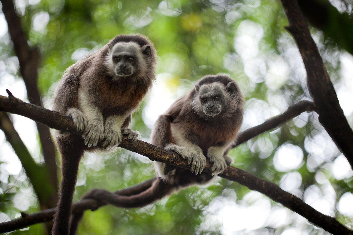 Silvery-brown Tamarin