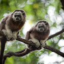 Silvery-brown Tamarin