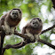 Silvery-brown Tamarin
