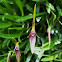 Mini Orquidea