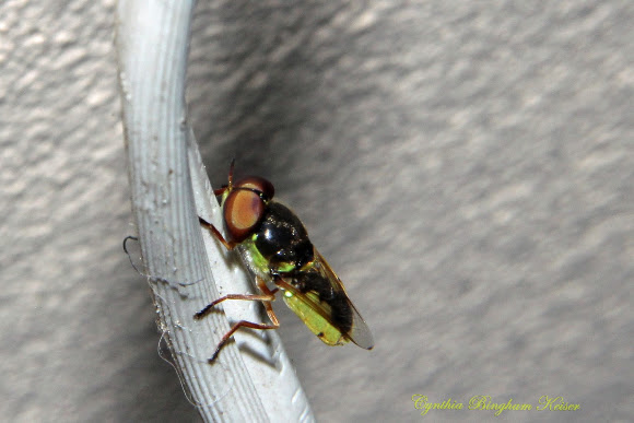 Spotting Image 1