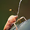 True Bug
