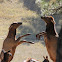 Elk