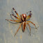 Epocilla Jumping Spider