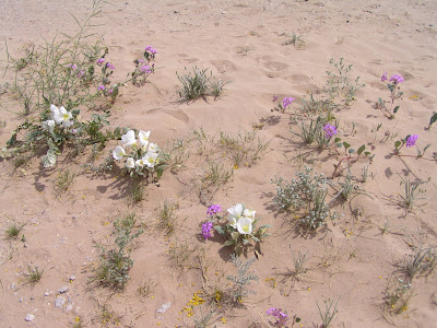 desert flowers