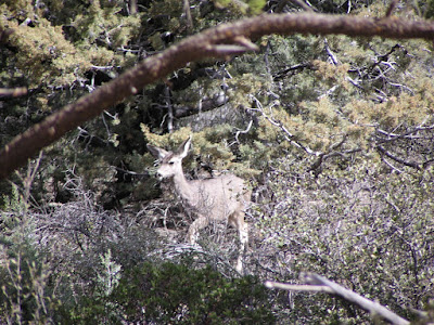 Arizona Deer