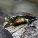 Painted turtle (Chrysemys picta)