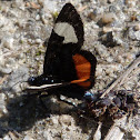 Grapevine epimenis moth