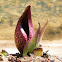 Skunk Cabbage