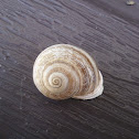 Garden snail