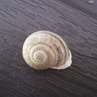 Garden snail