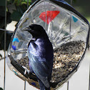 Shiny cowbird