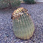 Cacti