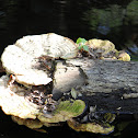 Turkey Tail fungus