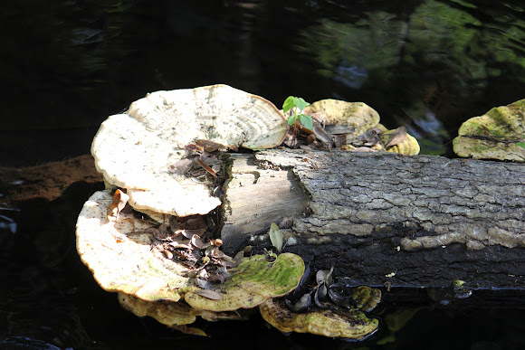 Spotting Image 1