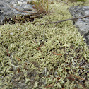 Lichen