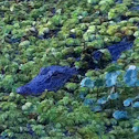 American alligator