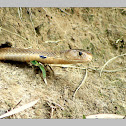 Monocled cobra