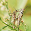 Variagated Grasshopper
